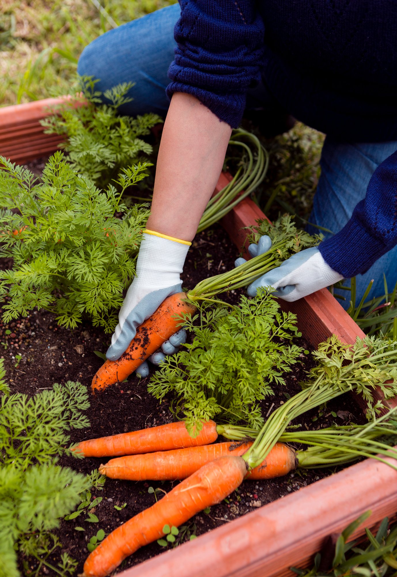 APP-Anáhuac-Puebla-Educación-Continua-Curso-Diseño de Jardines Comestibles